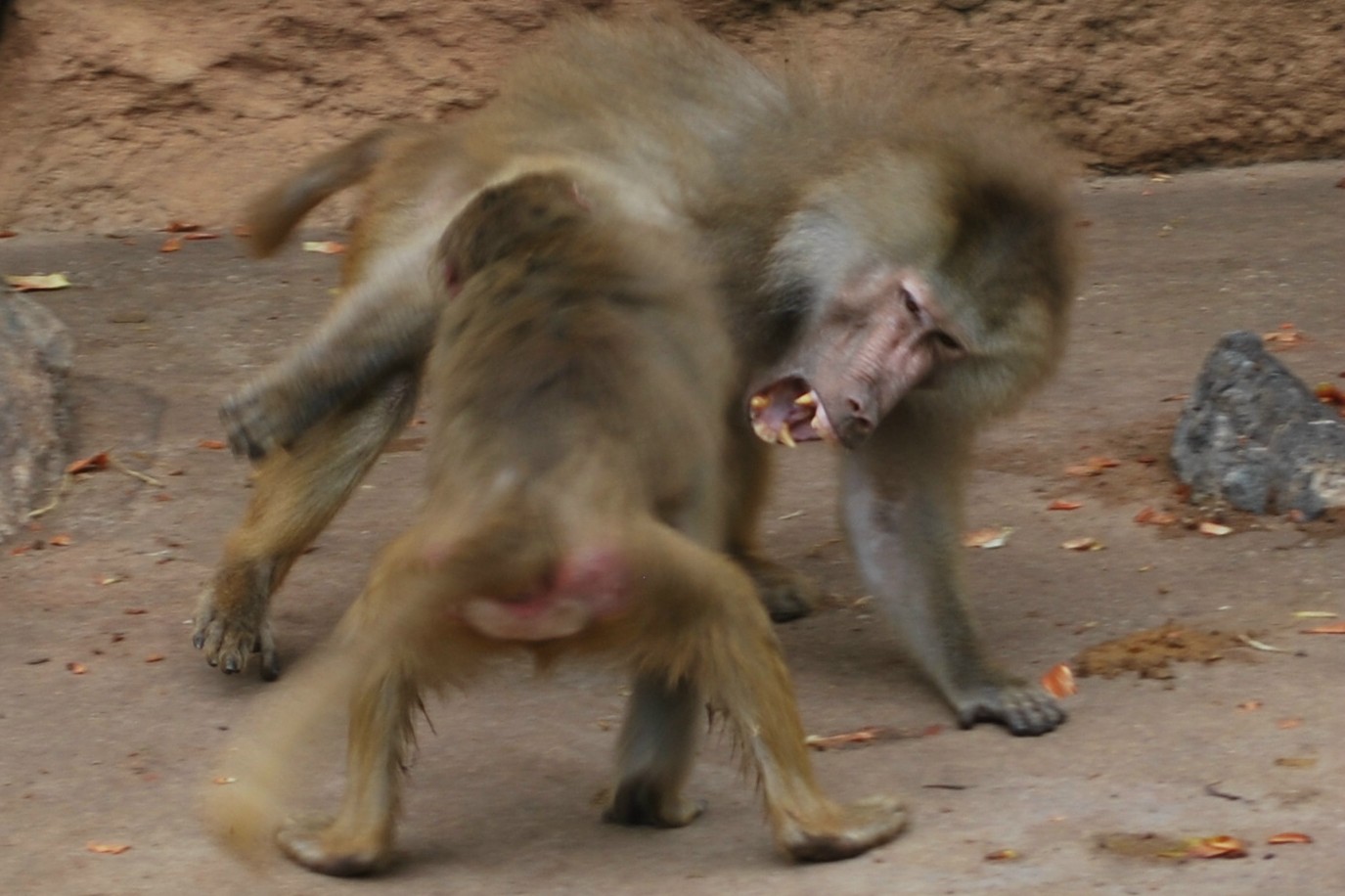 Kölner Zoo