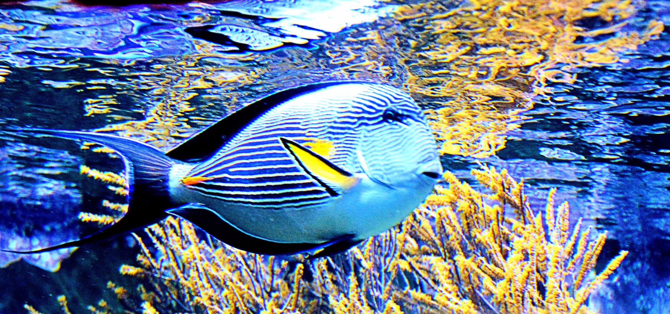Kölner Zoo Aquarium 2014 Foto & Bild | tiere, zoo, wildpark & falknerei