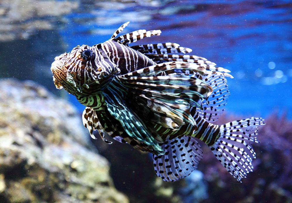 Kölner Zoo Aquarium : Feuerfisch