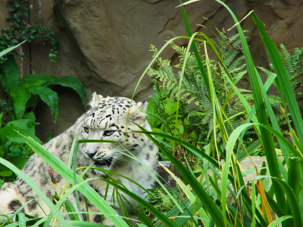 Kölner Zoo von Frieda78 