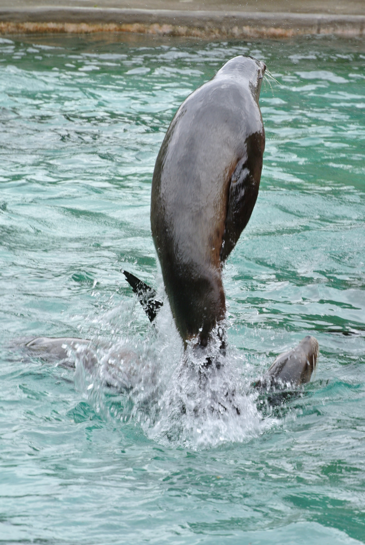 Kölner Zoo