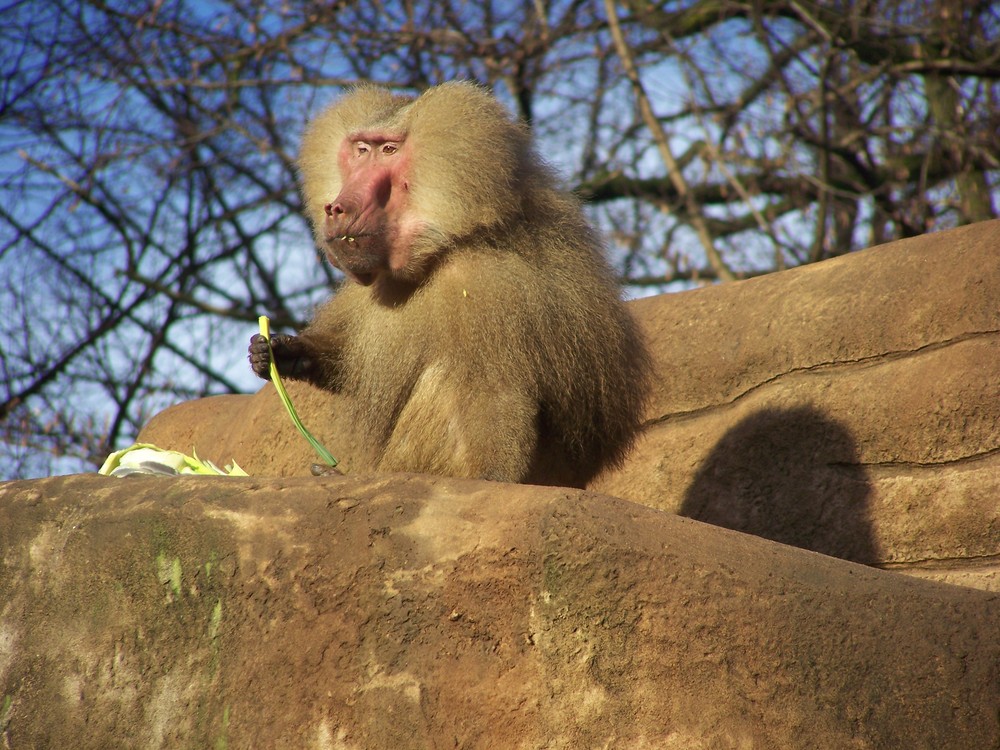 Kölner Zoo