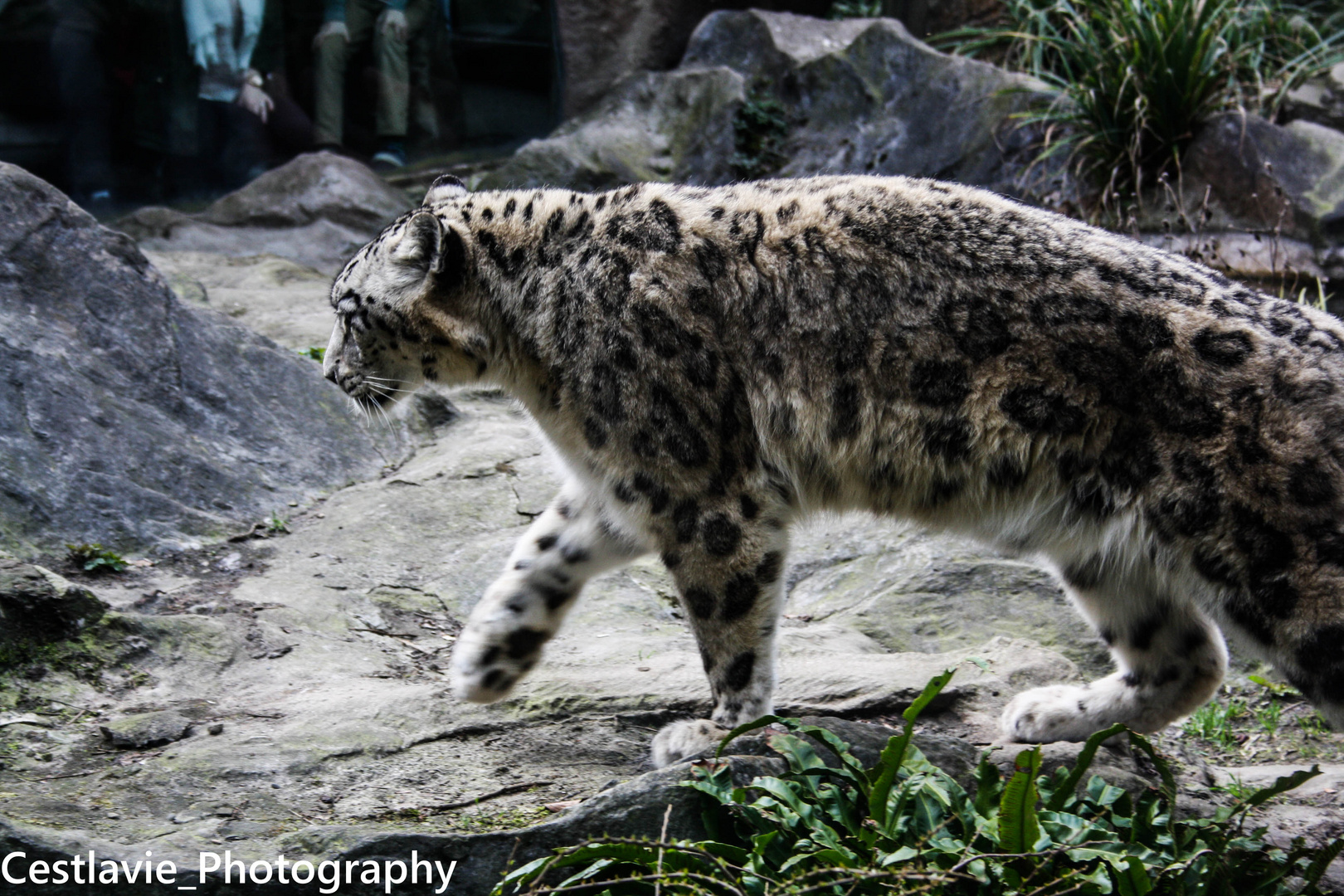 Kölner Zoo