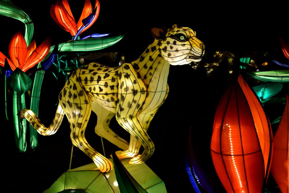 Kölner Zoo - China Light Festival 27