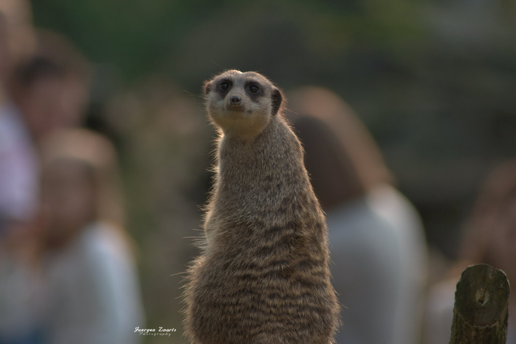 Kölner Zoo , die zweite .....