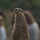 Kölner Zoo , die zweite .....