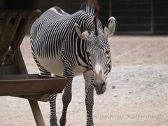 Kölner Zoo