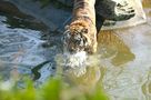 Kölner Zoo von Jürgen Eiden