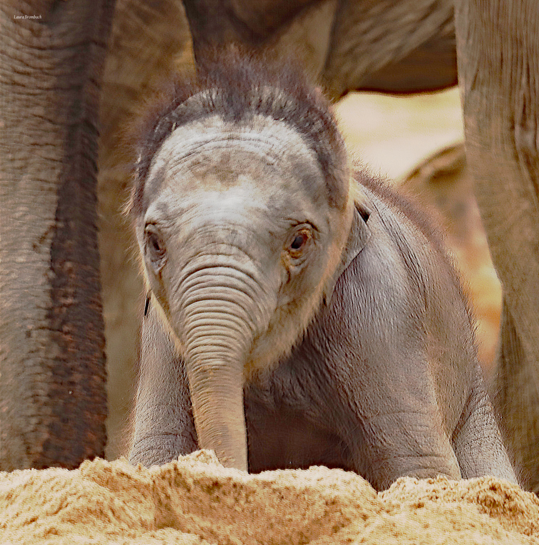 Kölner Zoo - Elefantenbaby Sarinya 