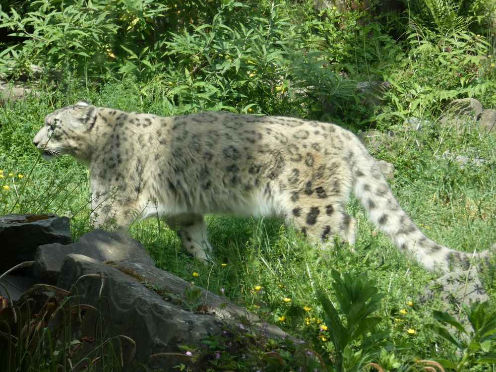 Kölner Zoo