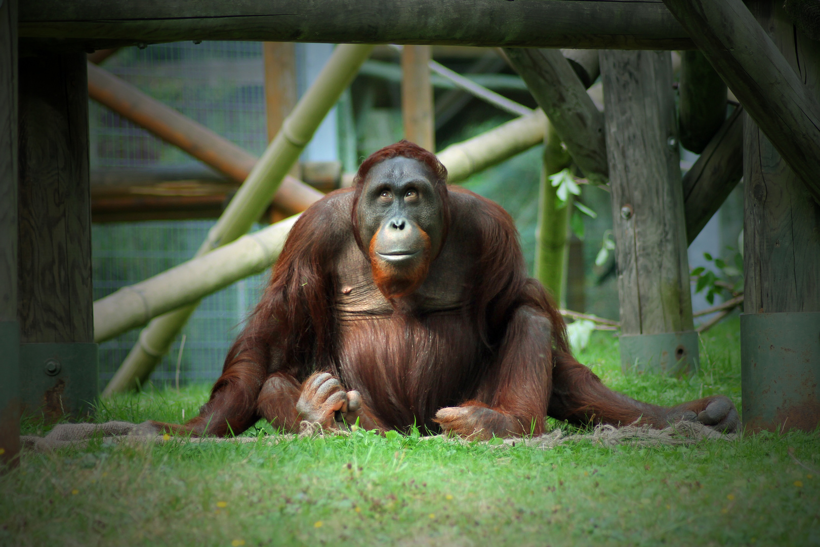 Kölner Zoo 