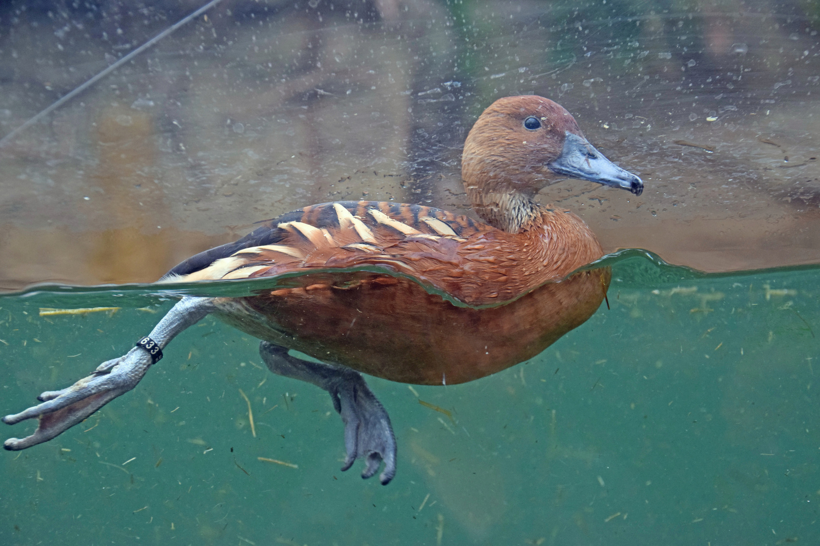 Kölner Zoo Hippodom