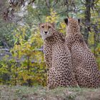 Kölner Zoo im November