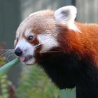 Kölner Zoo - Kleiner Panda