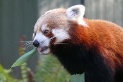 Kölner Zoo - Kleiner Panda