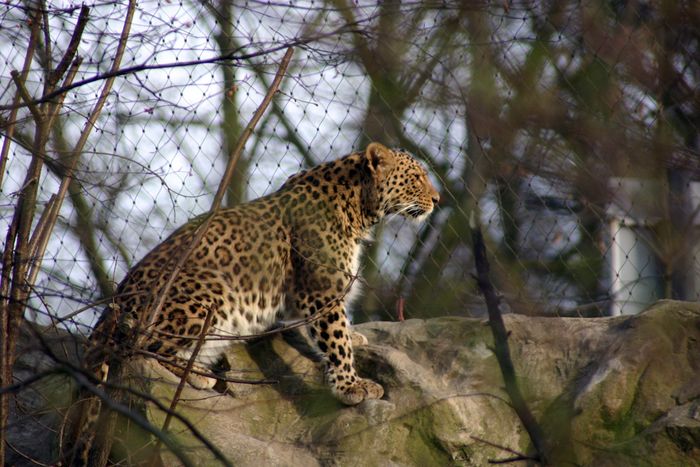 Kölner Zoo Leopard gerade wach geworden