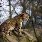 Kölner Zoo Leopard gerade wach geworden