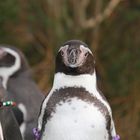 Kölner Zoo - Pinguin