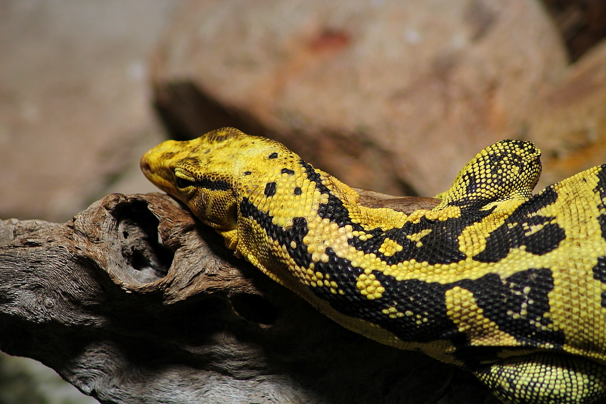 Kölner Zoo Reptielien