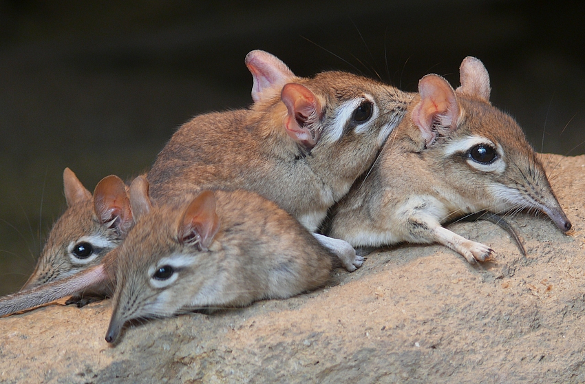 Kölner Zoo - Rüsselspinger