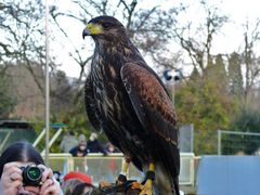 Kölner Zoo - Wie ein Model