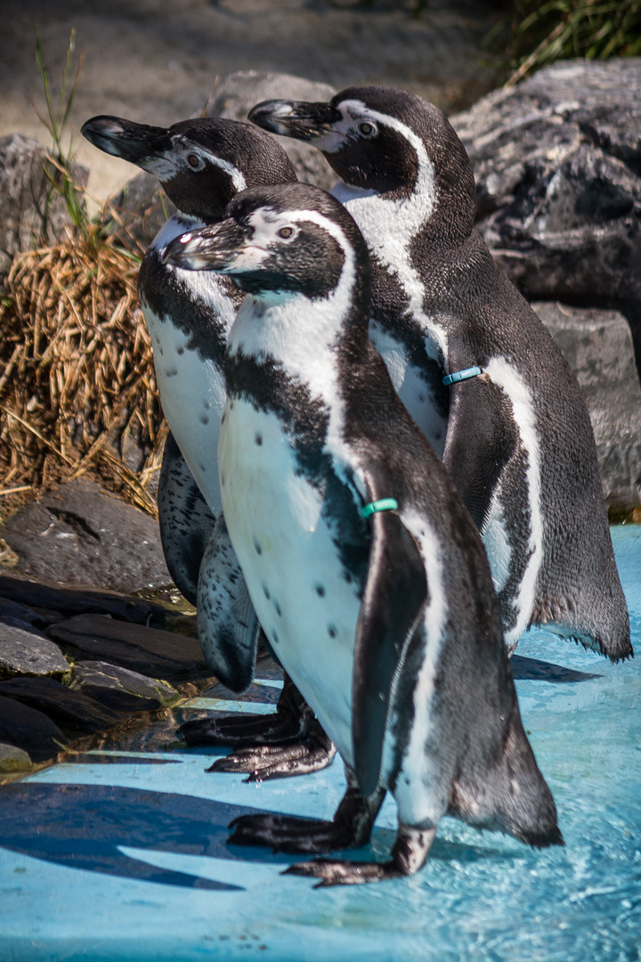 Kölner Zoo_01