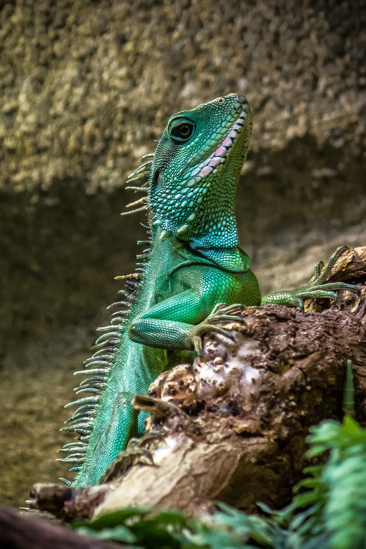 Kölner Zoo_04