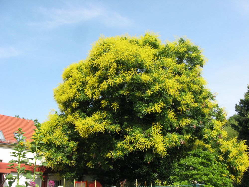 Koelreuteria paniculata