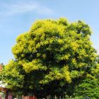 Koelreuteria paniculata