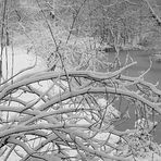 Kölscher Schnee (unglaublich, aber wahr ;-) s/w