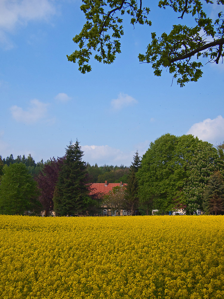 Köneckenrode