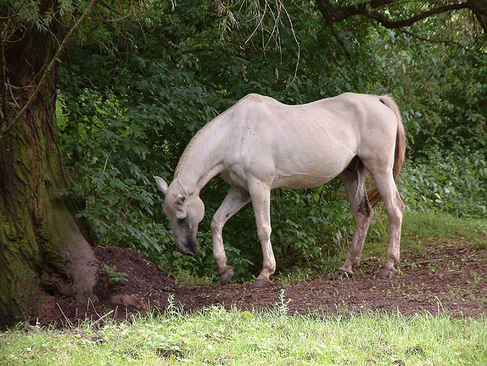 König