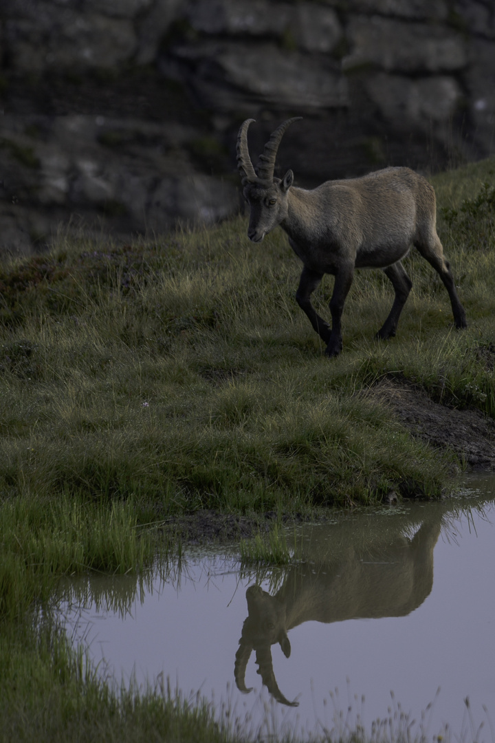 König am Bergsee