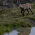 König am Bergsee