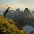 König der Alpen...