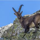 "König der Alpen"