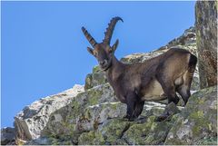 "König der Alpen"