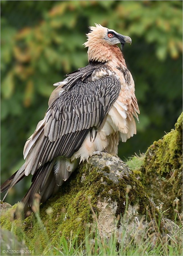 König der Alpen