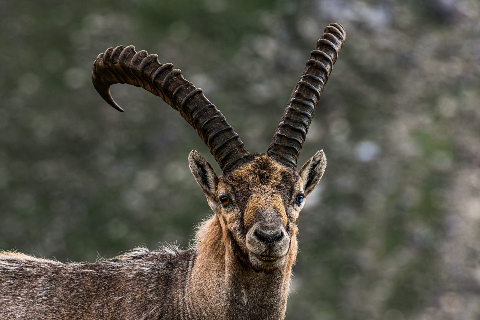 König der Alpen