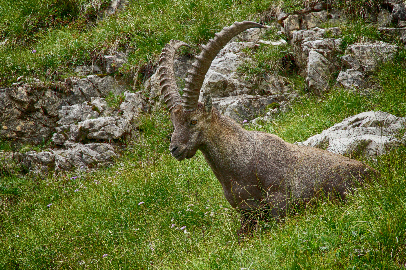 König der Alpen