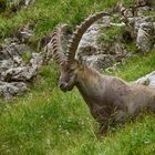 König der Alpen