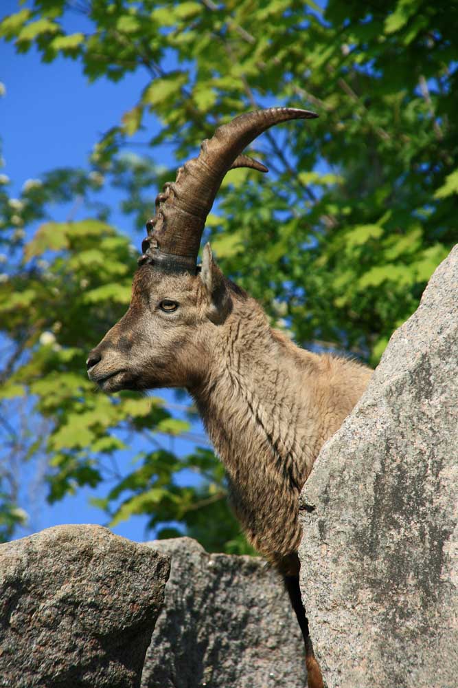 König der Alpen