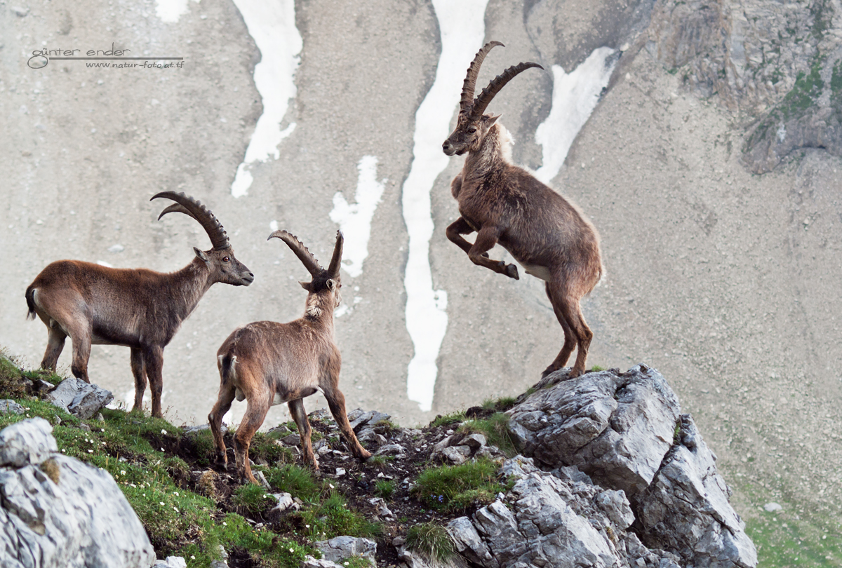 König der Alpen