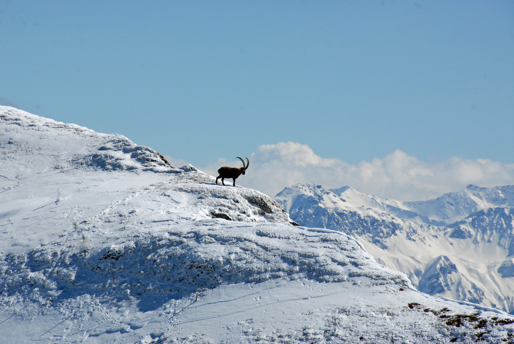 König der Alpen: der Steinbock