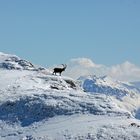 König der Alpen: der Steinbock