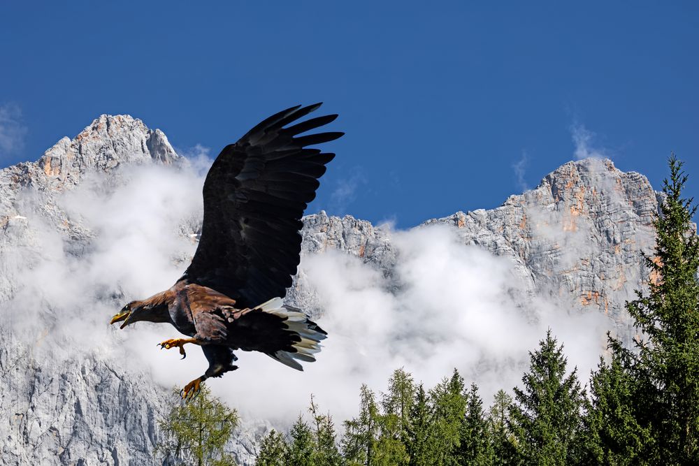 König der Alpen 