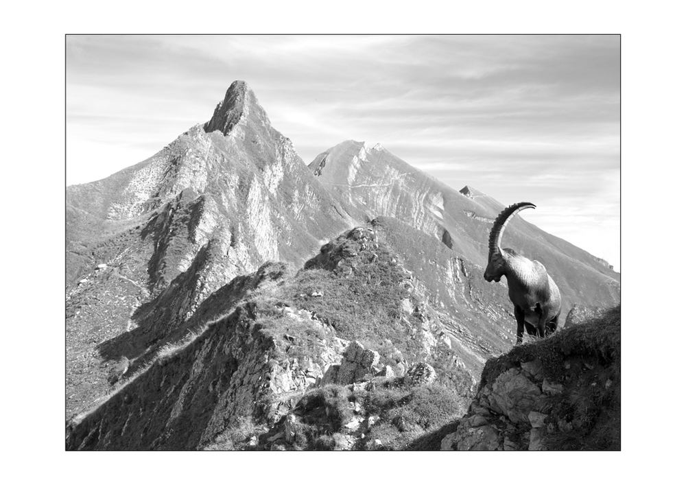 König der Alpen (I)