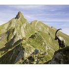 König der Alpen (I Farbe)