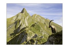 König der Alpen (I Farbe)