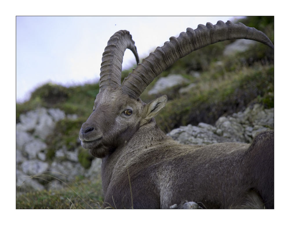 König der Alpen (IV)